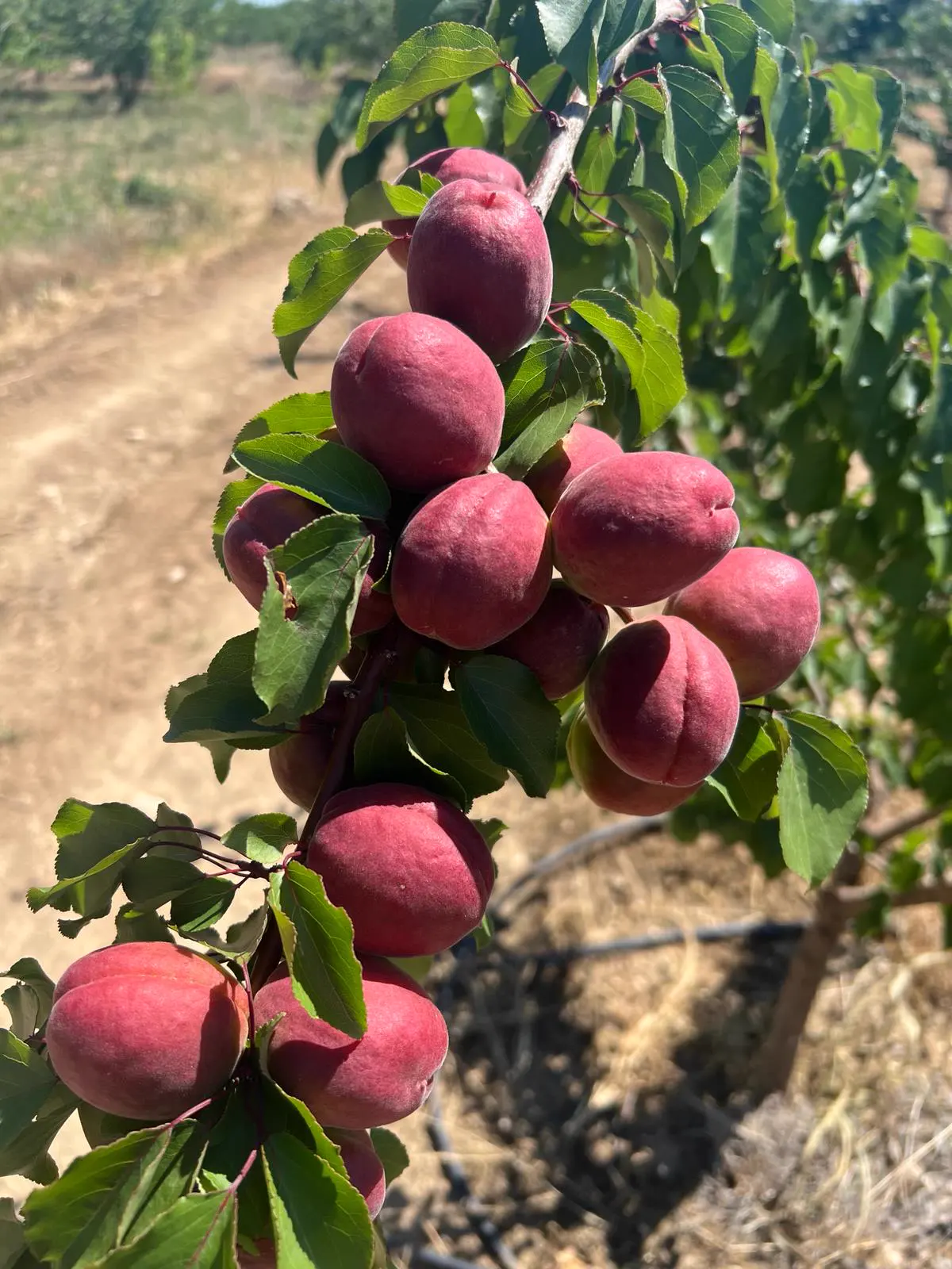 Kayısı, Isparta · Proverim saha uygulaması
