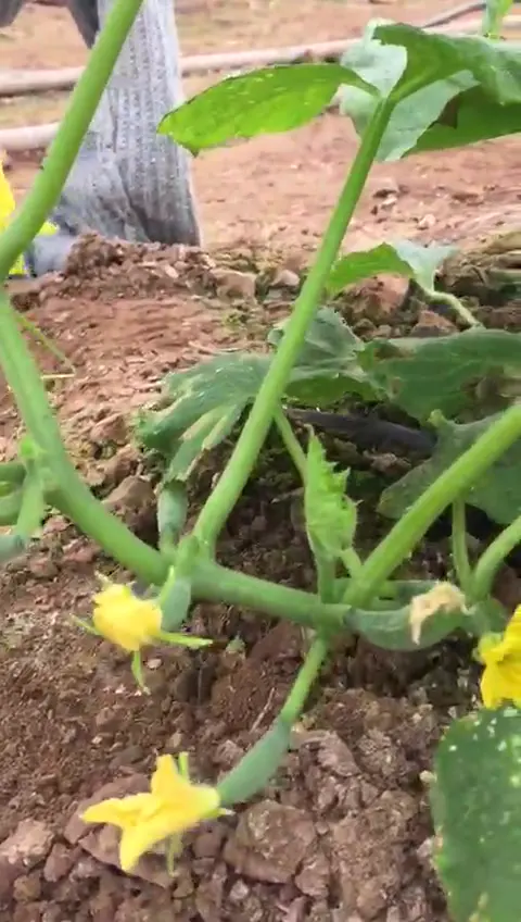 Salatalık, Kumluca, Antalya · Proverim saha uygulaması