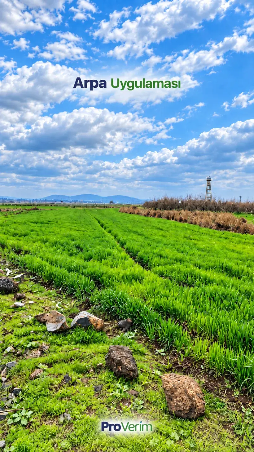 Arpa tarlası · Proverim saha uygulaması