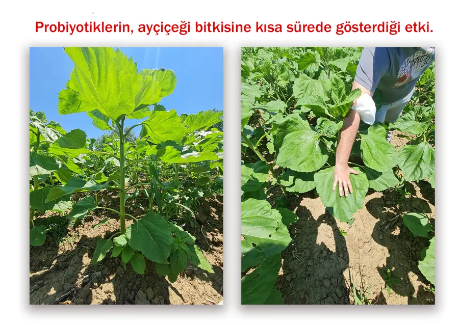 Ayçiçeği · kısa sürede fark · Proverim saha uygulaması