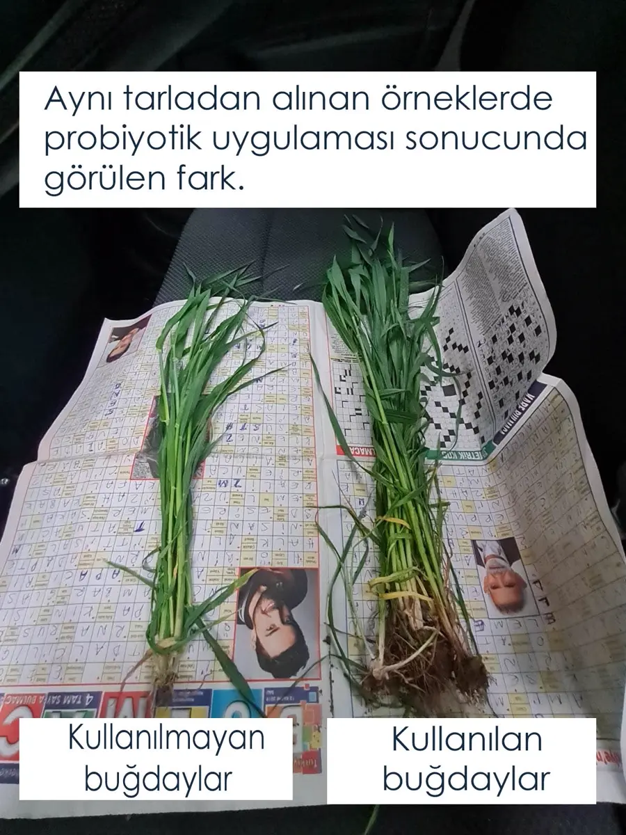 Buğday kökü · kullanılmayan / kullanılan, aynı tarla · Proverim saha uygulaması