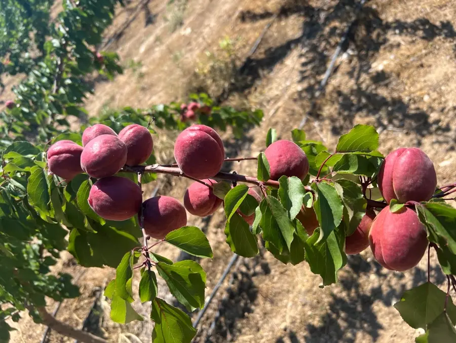 Kayısı, Isparta · Proverim saha uygulaması