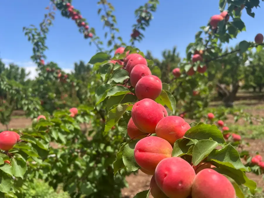 Erkenci kayısı, Isparta · Proverim saha uygulaması