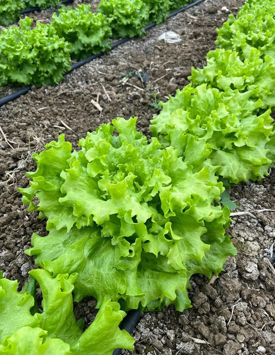 Marul serası · Proverim saha uygulaması