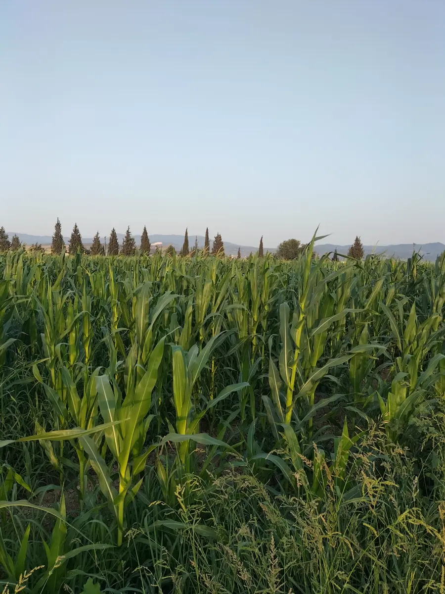 Mısır · Proverim saha uygulaması