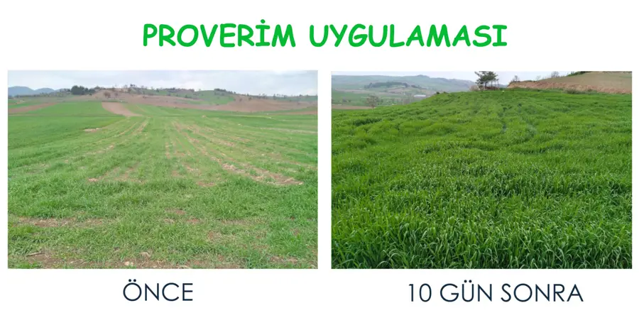 Önce ve 10 gün sonra · Proverim saha uygulaması